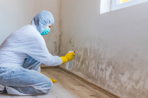Licensed Mold Removal service in Ebensburg, PA - WQB Mold Removal