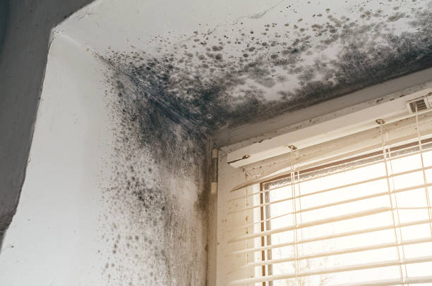 Affordable Mold Removal solutions in Ebensburg, PA